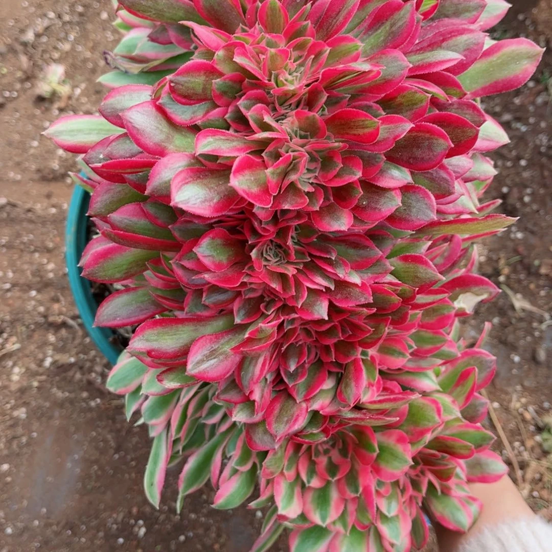 L**y多肉植物049香妃