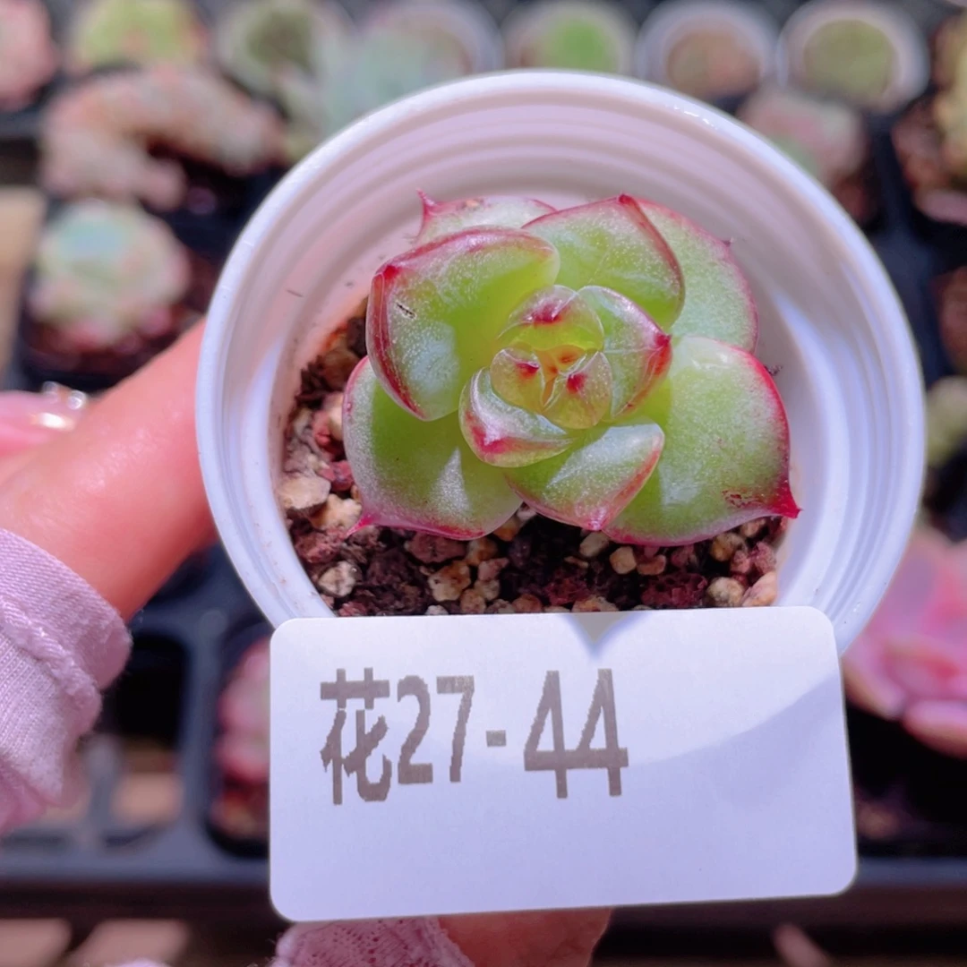 花利美27-44新品单头