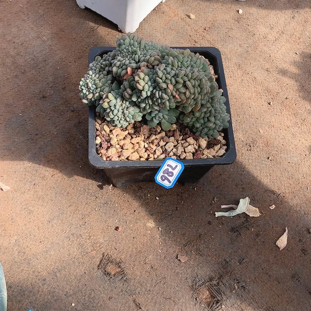 786白胖子缀 一物一拍多肉