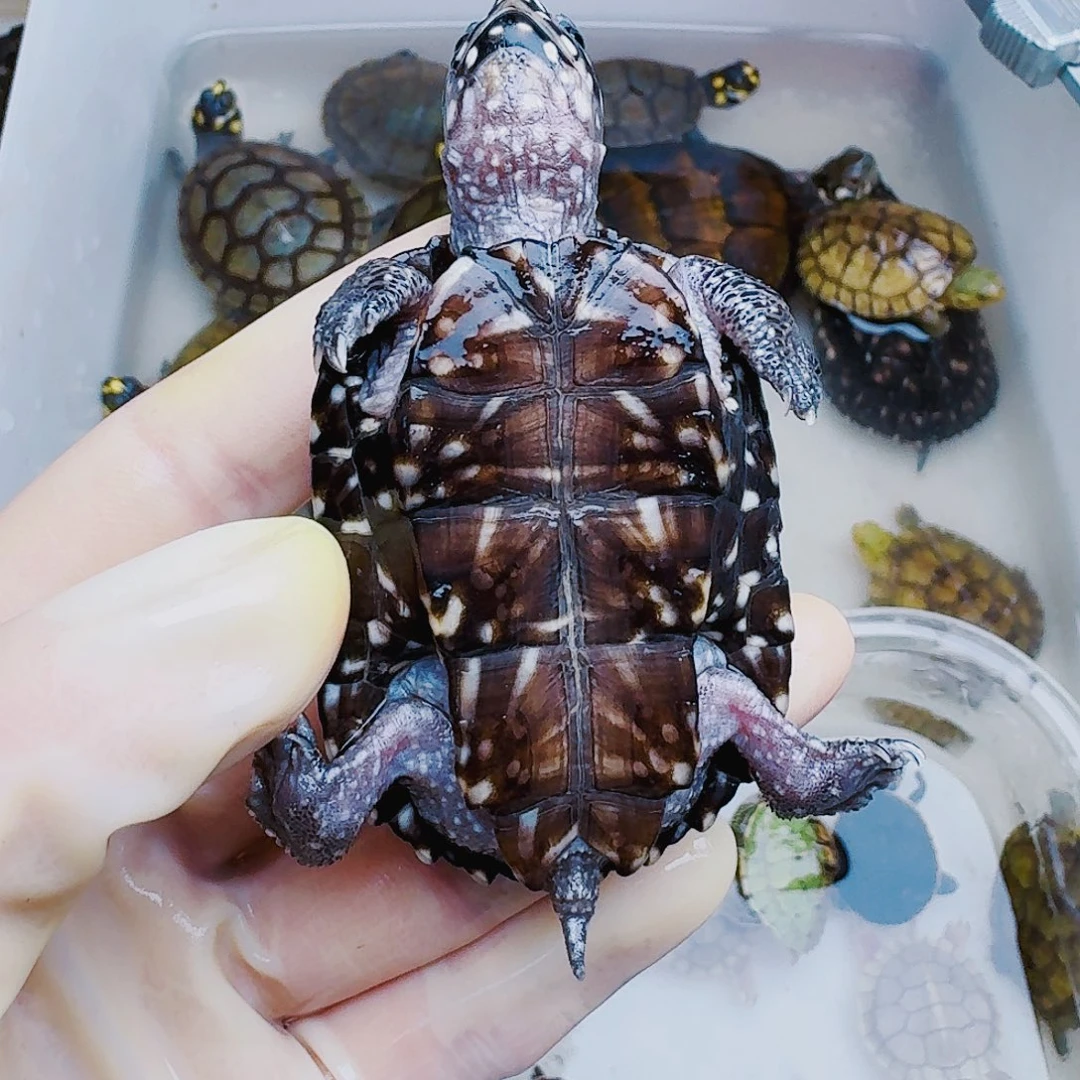 不分公母宠物龟鹏