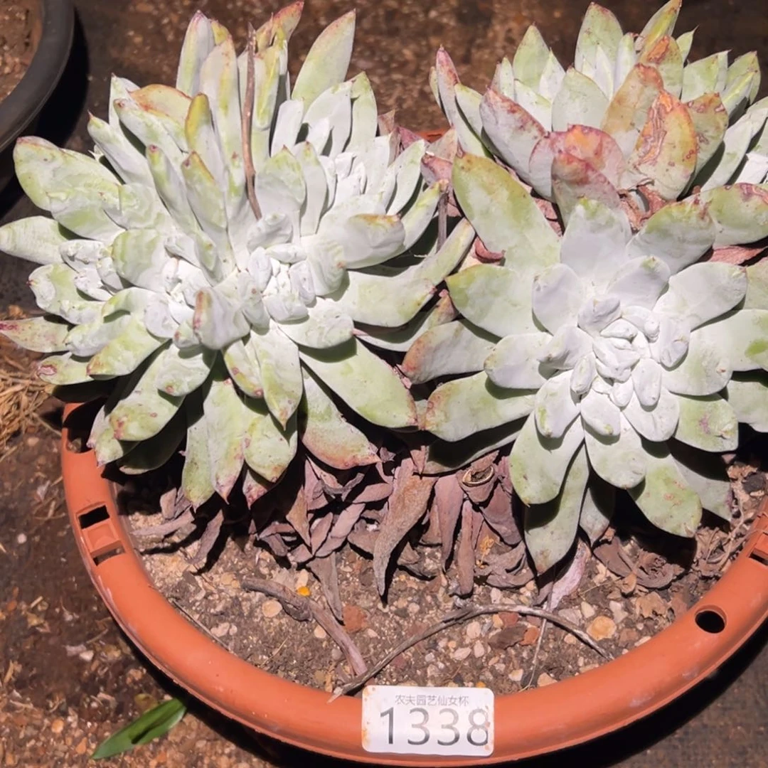 ～*木帕翠沙仙女杯多肉。