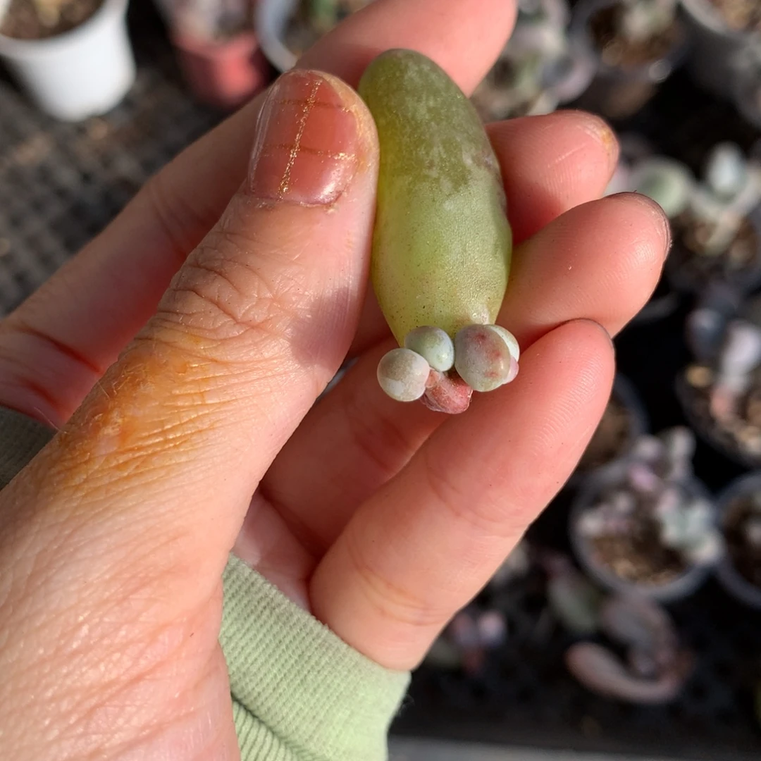 母叶化水了，黄米可奶