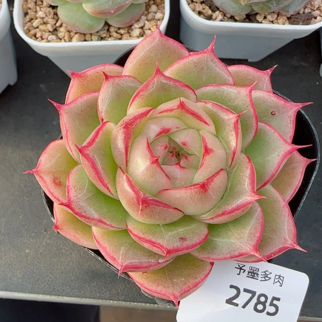 边线，2785多肉植物