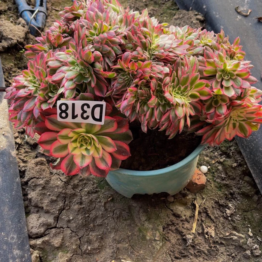 倾城法师13——22包邮