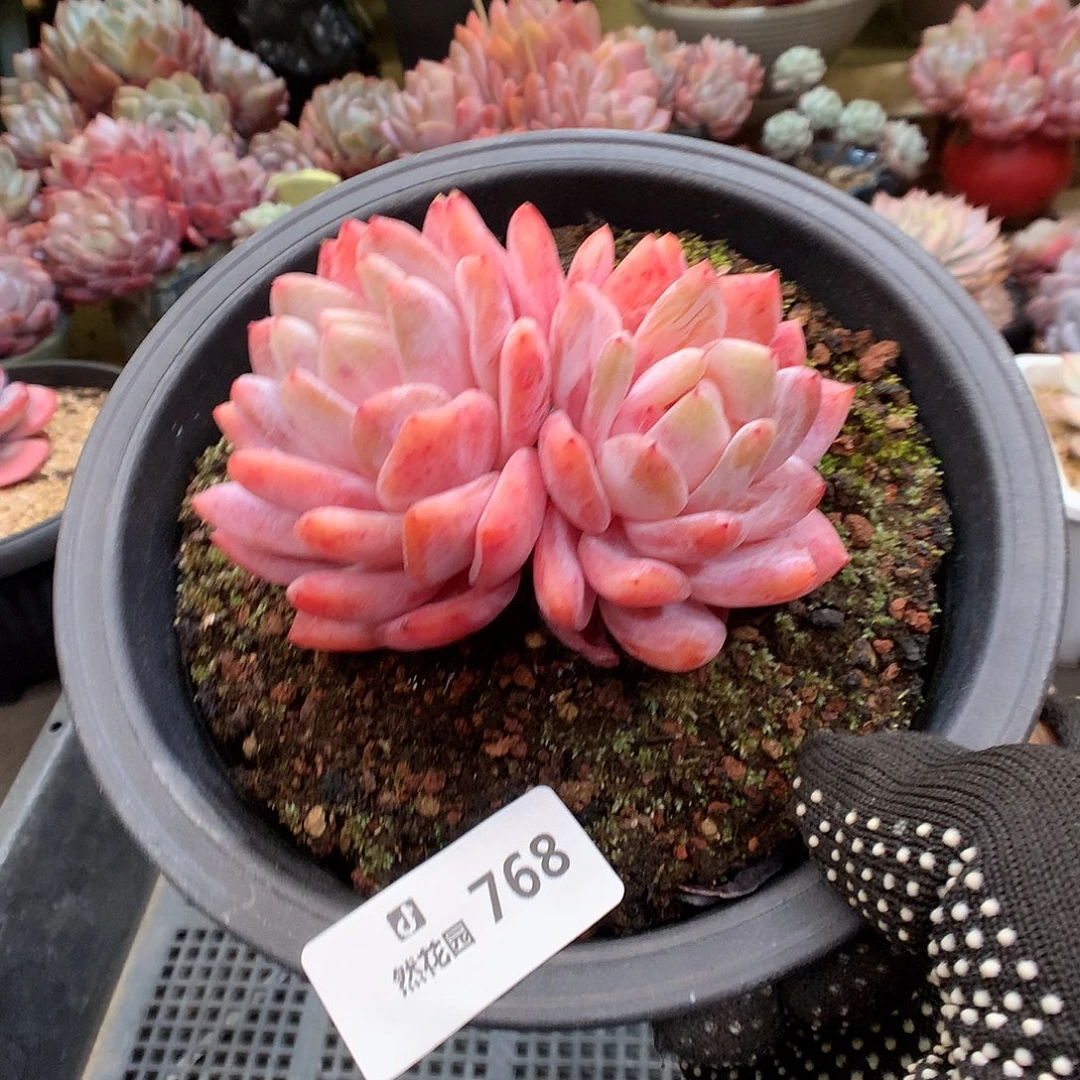 768雪天使多肉植物66666