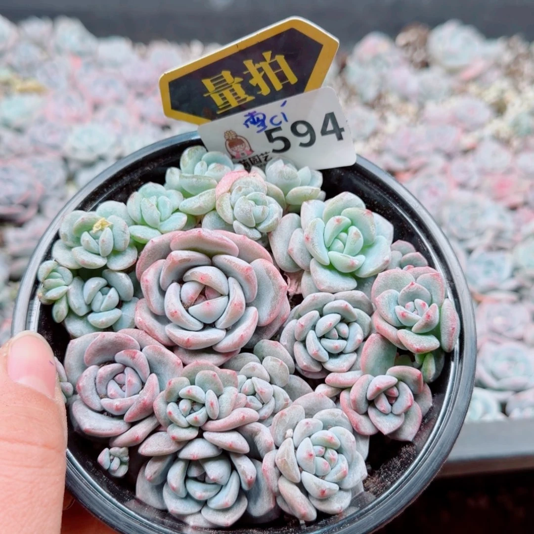 多肉植物多肉植物