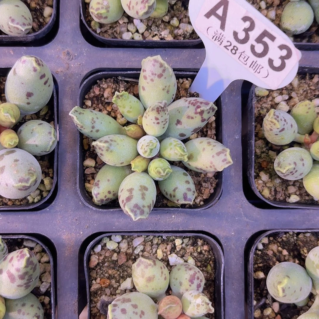 A353海豹一物一拍