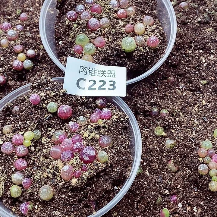 空****兰223呃呃呃呃呃呃呃呃呃呃