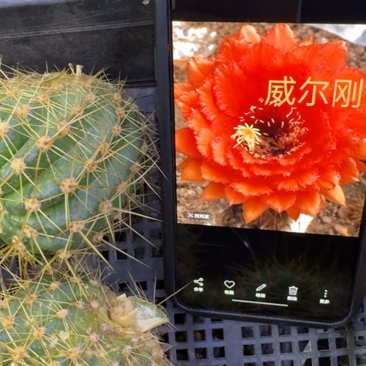53毛花柱威尔刚歪5公分左右无根侧牙,20包邮