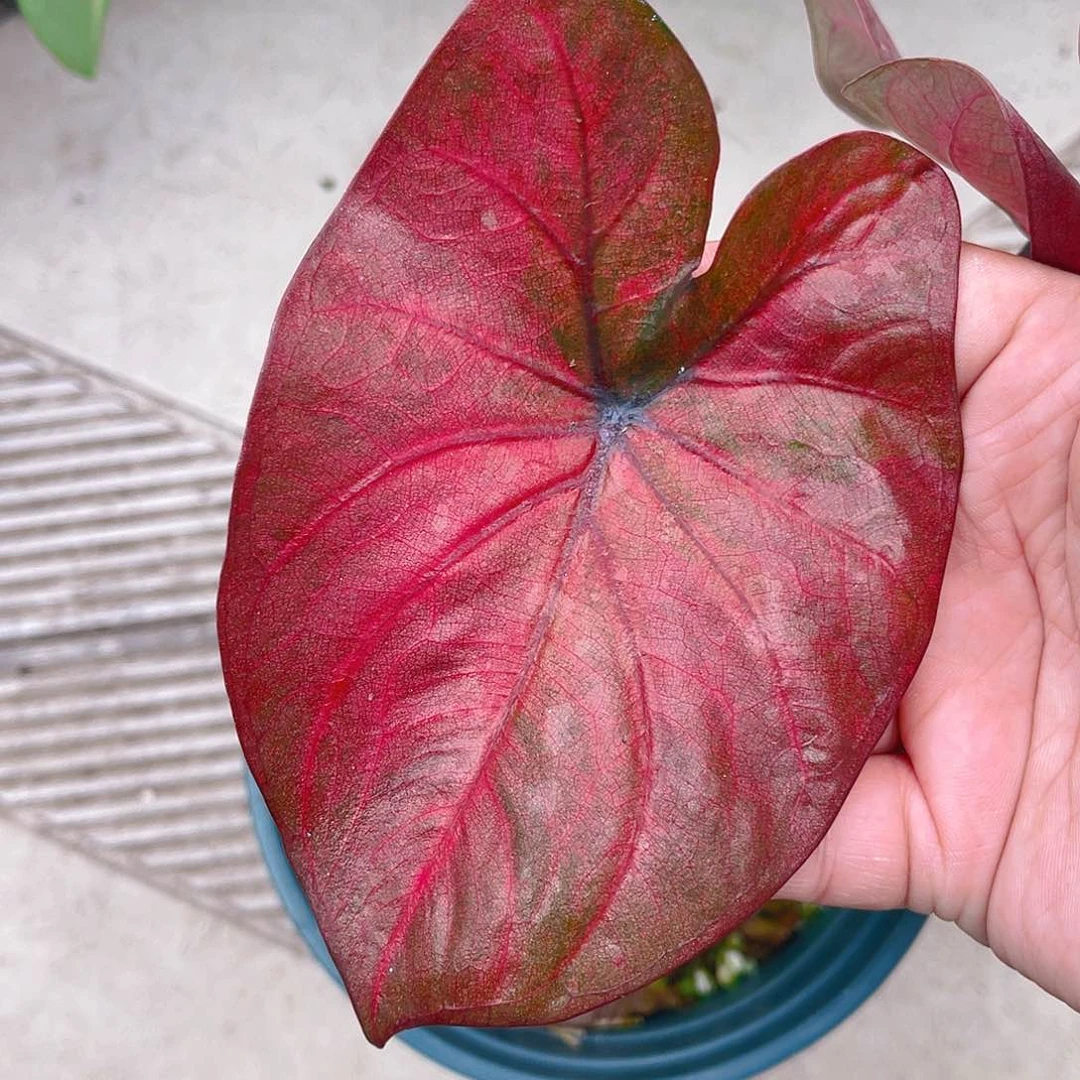 完全开放3170泰彩