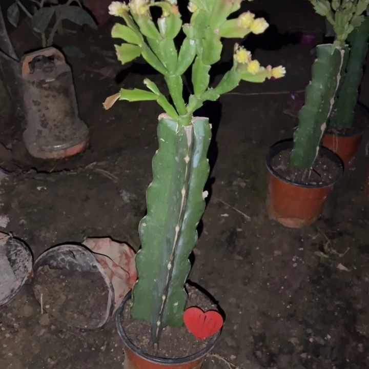 福***寿当前无花栽培后可以开花052  114