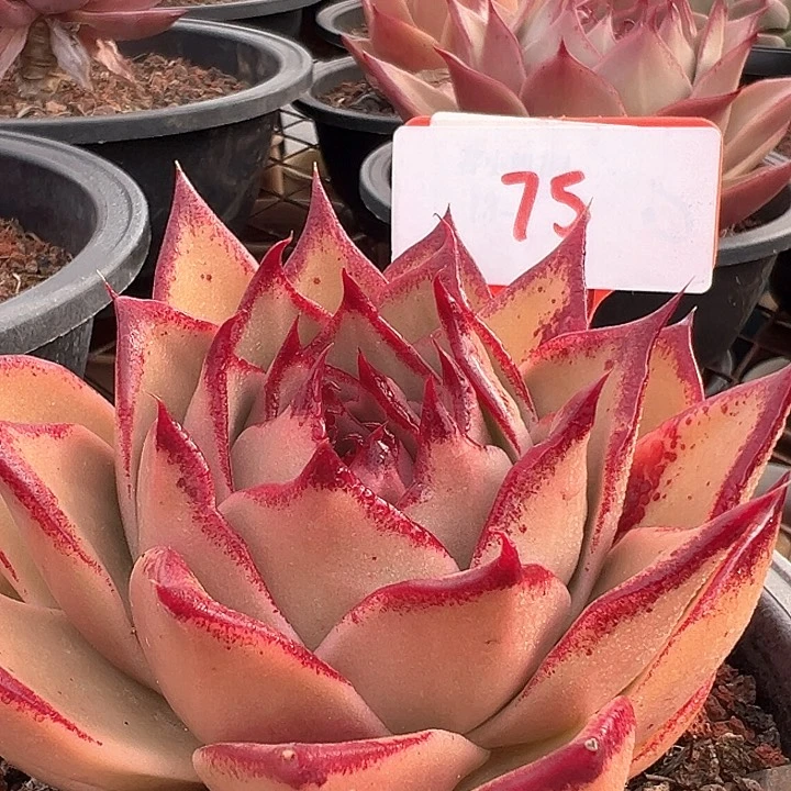 75星星带盆一个多肉植物