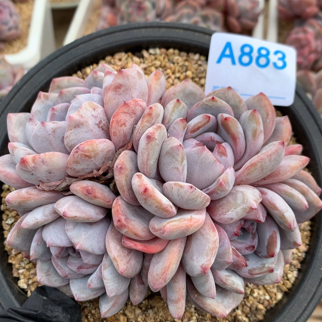 A883多肉、售后范围7天内