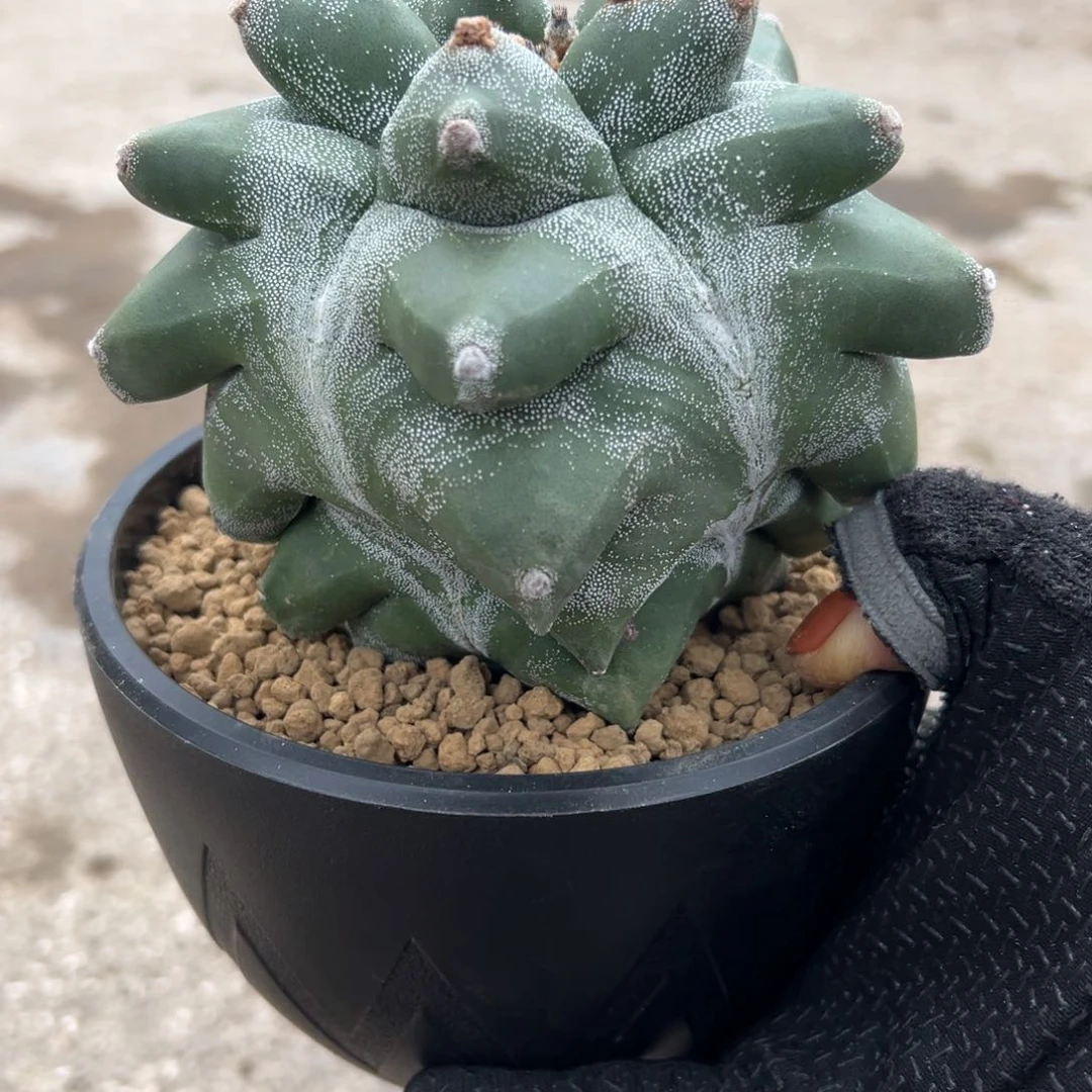 角尤麒麟Wwwwwww www wwww