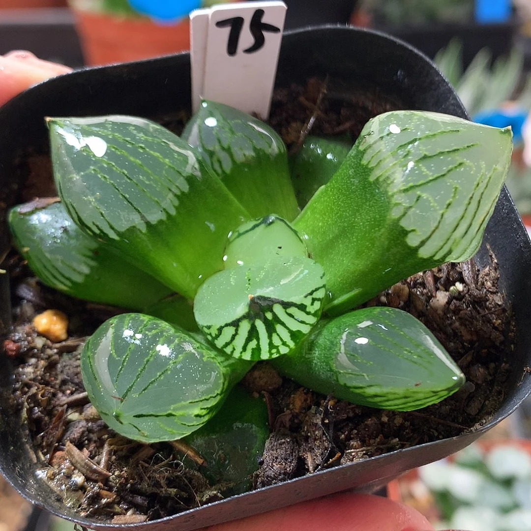 75号魔晶球带盆土