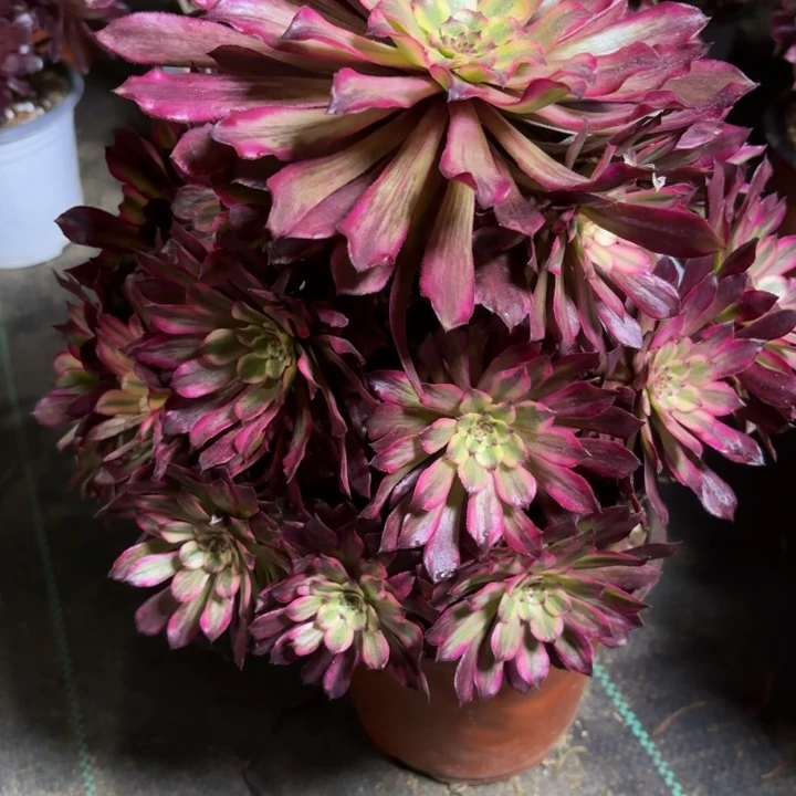 瑞妈一物一拍199