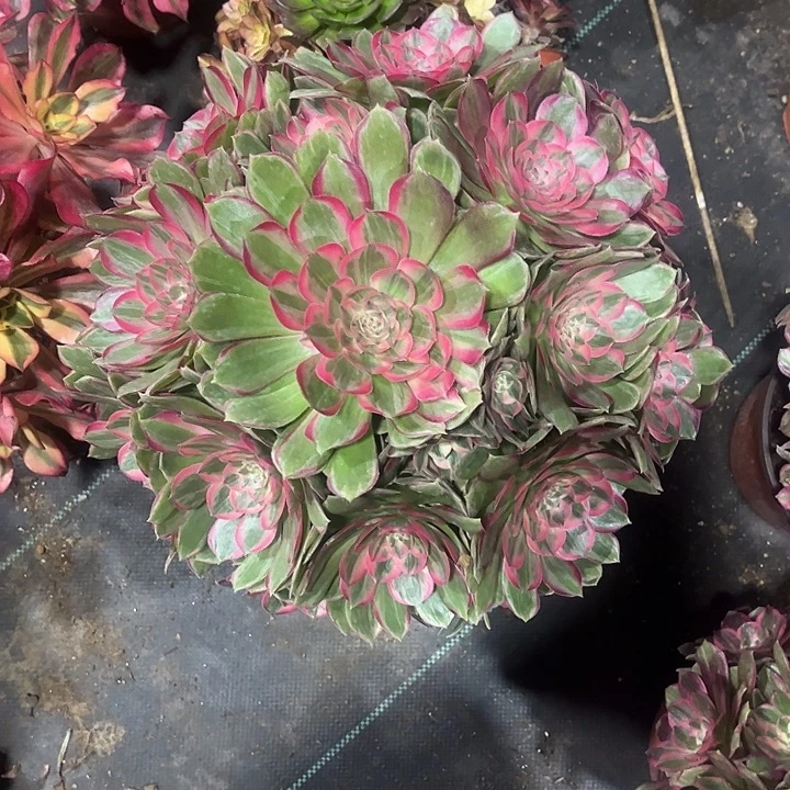 紫***0月花法师多肉植物33