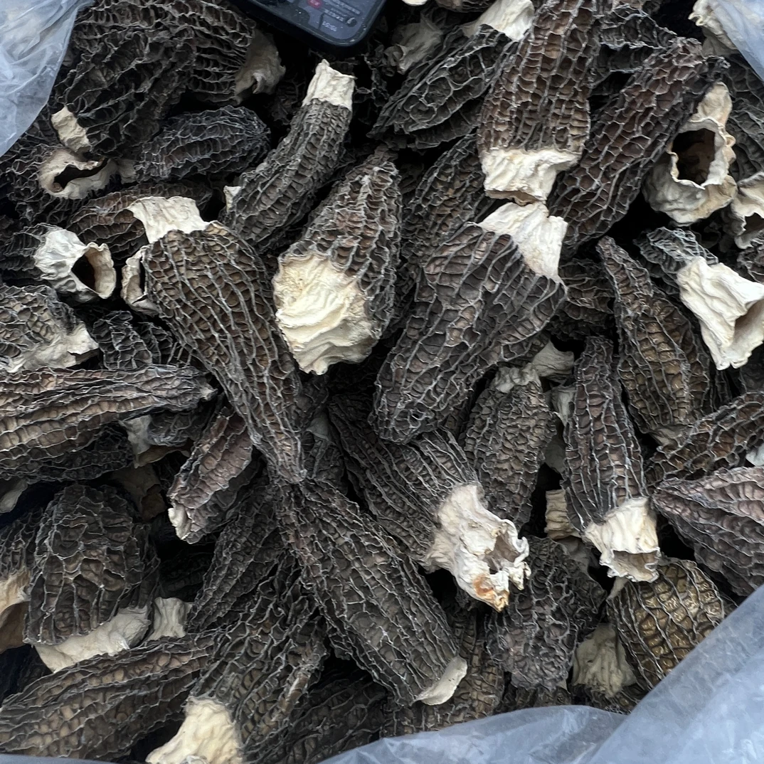 大个头六妹羊肚菌1226