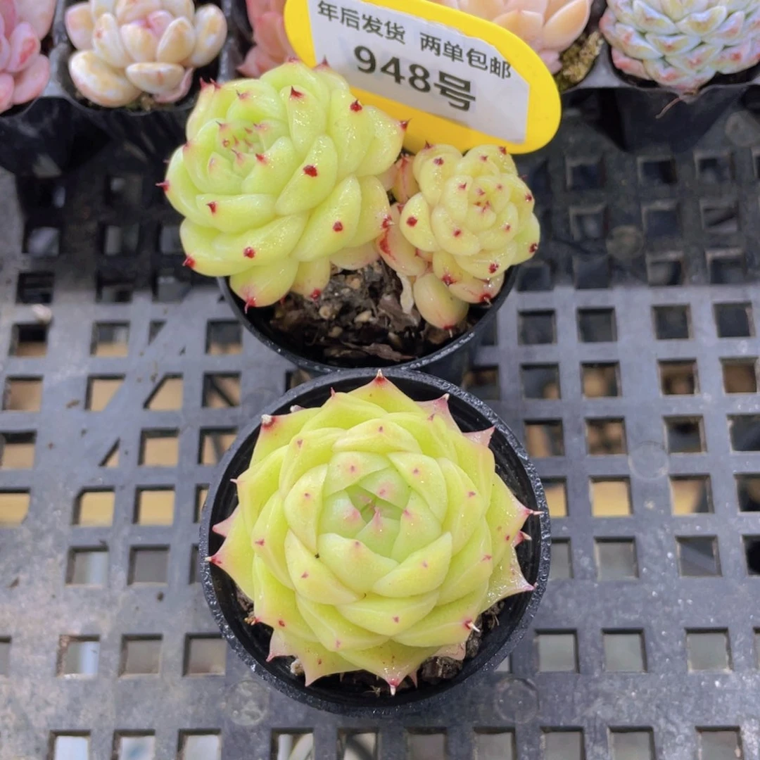 948号芙蕖麦秆加睫毛麦秆