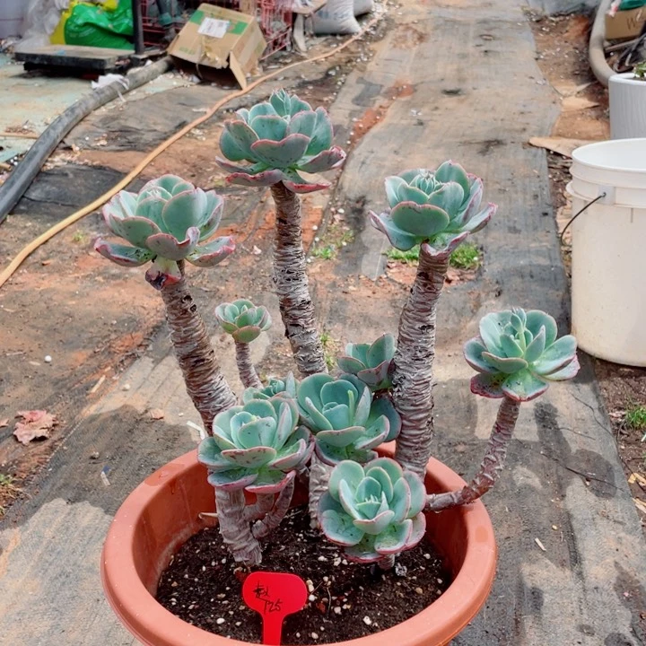 ゞ****╮赵，伯克利，周老太多肉