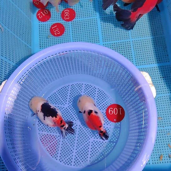 金鱼109兰寿两只特价顺丰包邮