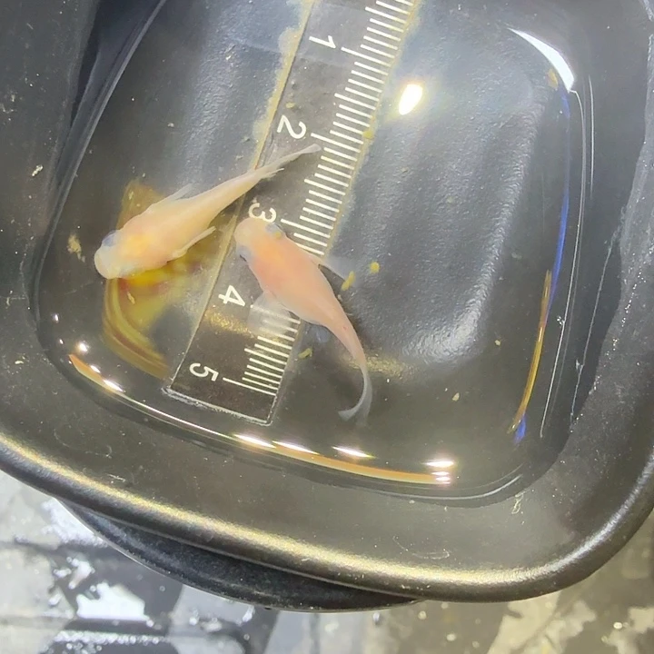 青鳉鱼75号拍品白球