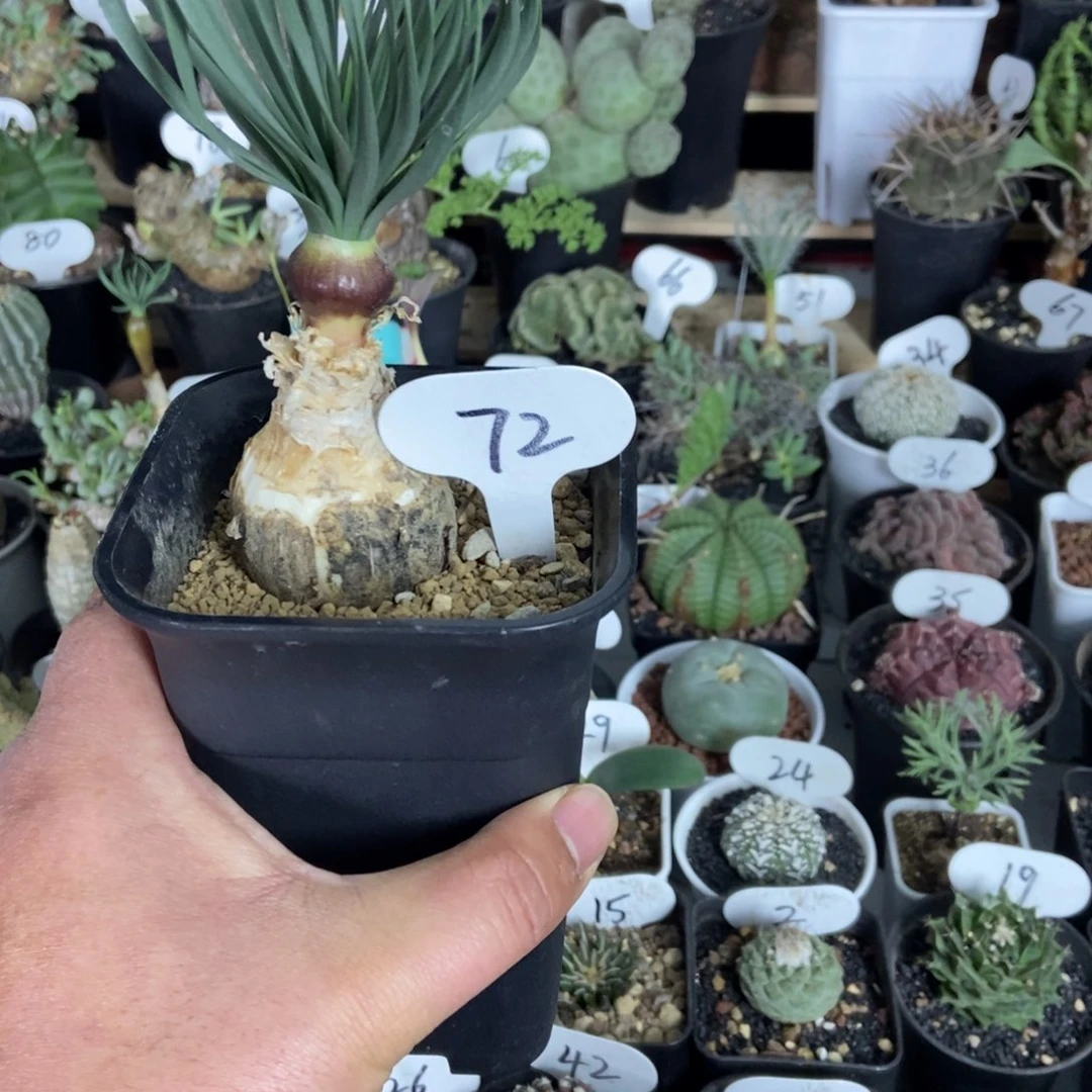 GN弹簧草一物一拍