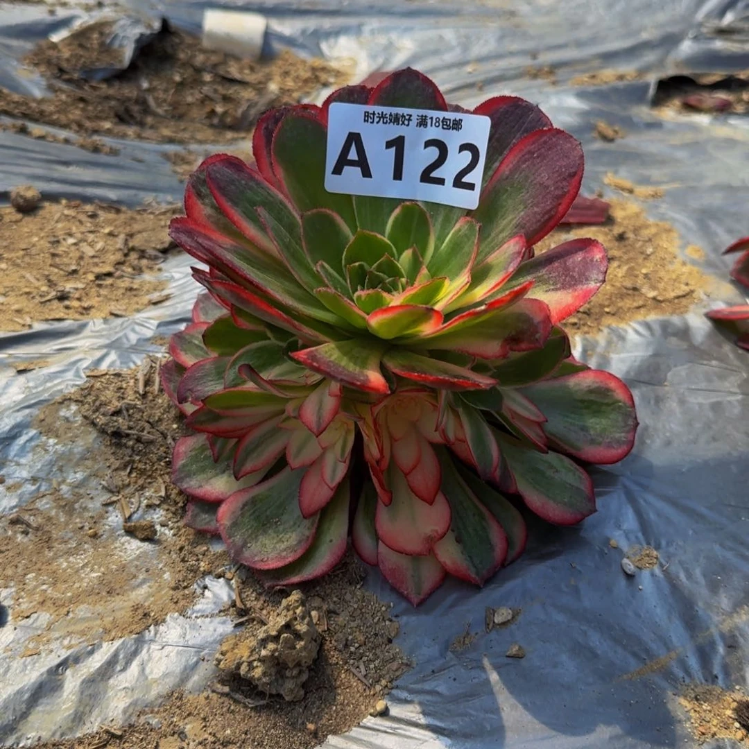 122黑魔锦多肉植物