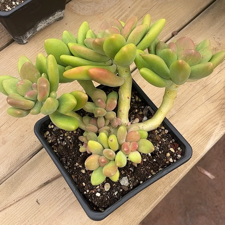 芒果奶大群，一物一拍