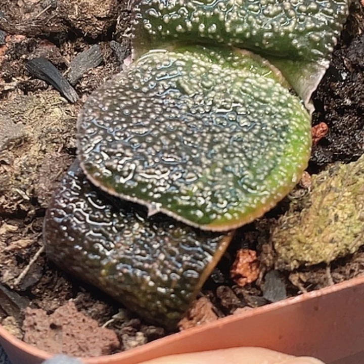 一物一拍竞拍福利拍