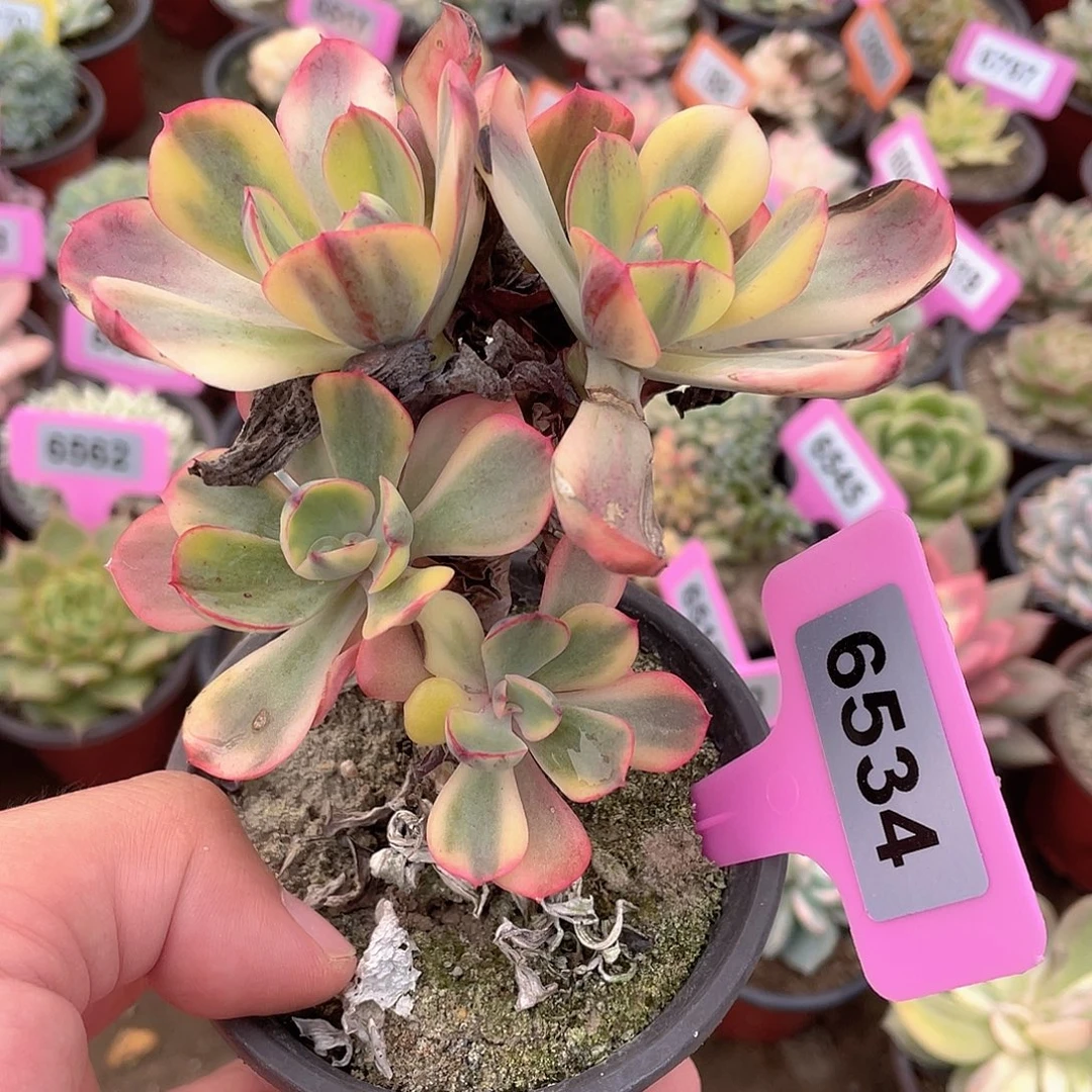 今***时6534号多肉植物盆栽