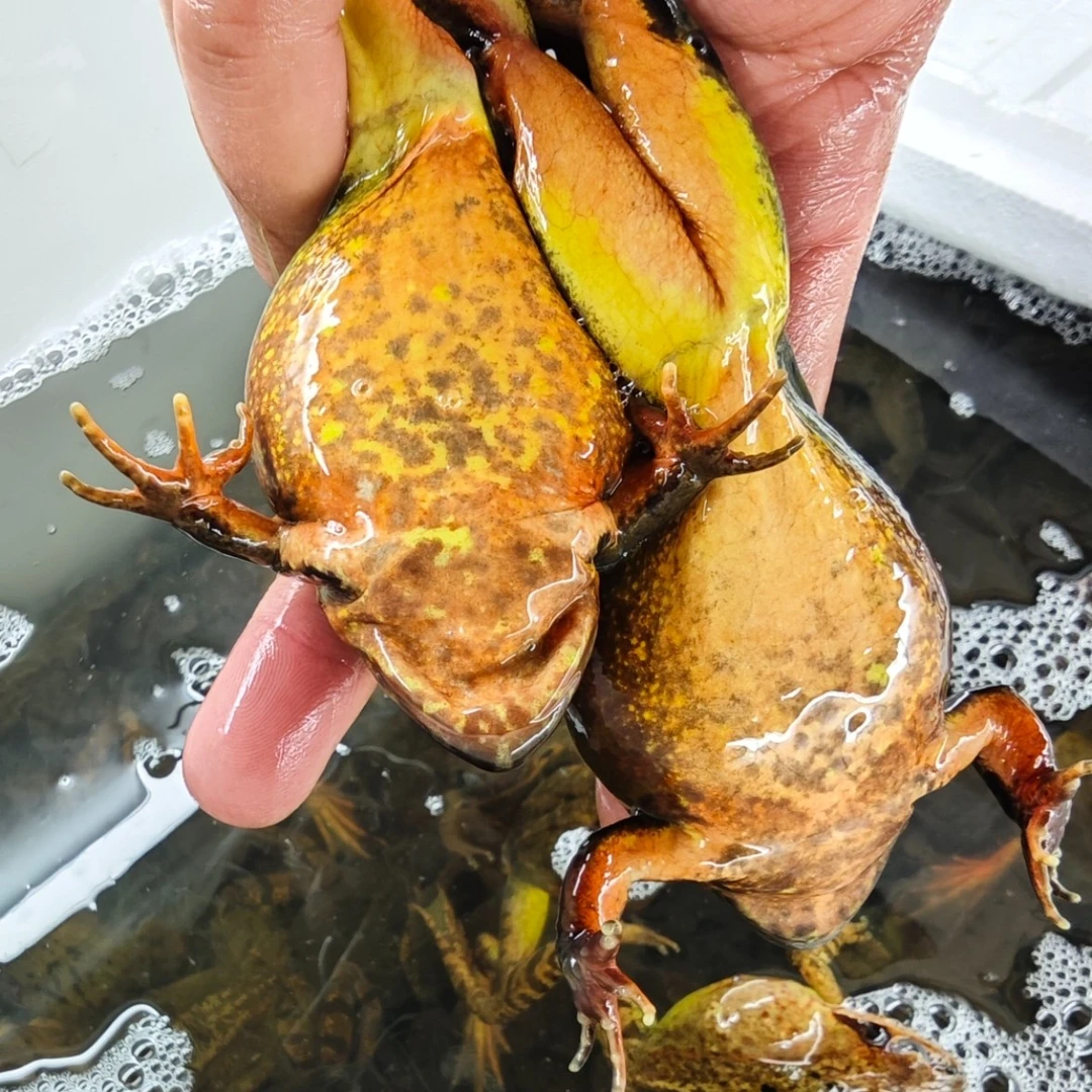 顺丰特价活动款多买划算东北冷水河鲜一斤母送一斤公