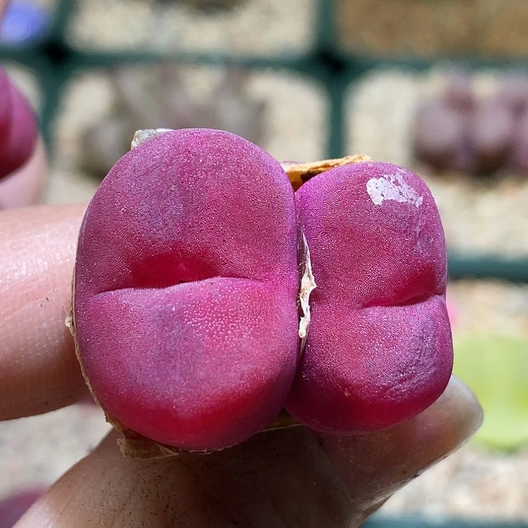 好看好看好看好看3-0493