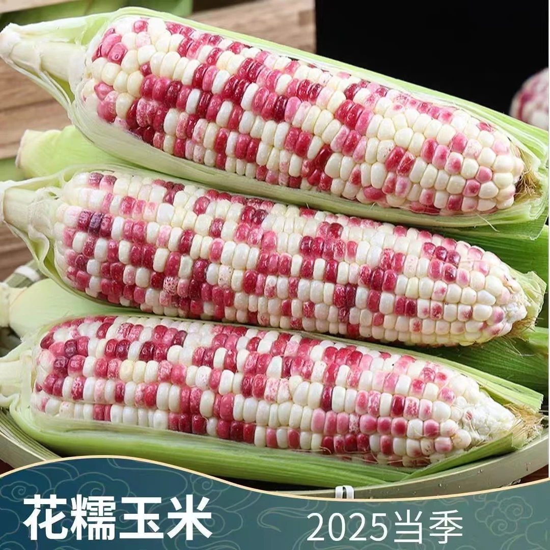 新鲜花糯玉米农家现摘带皮甜糯可口应季蔬菜