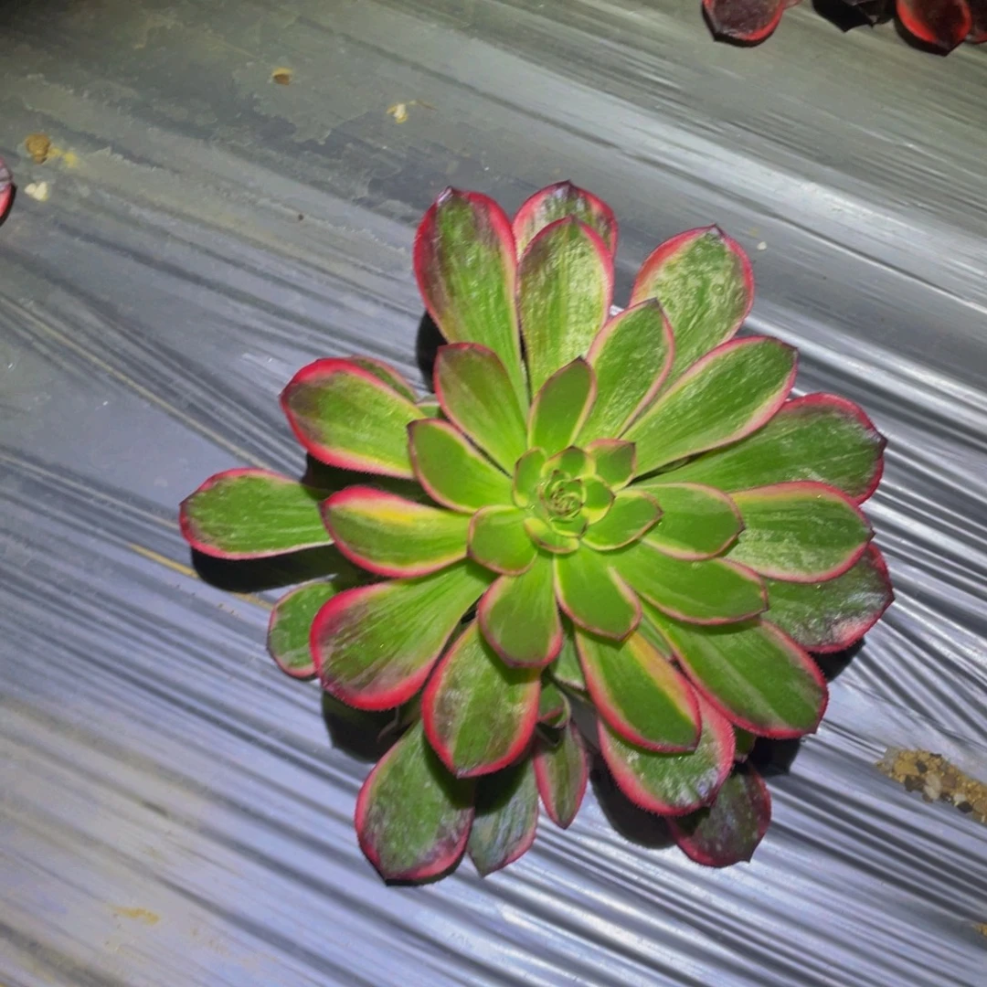 海神多肉植物多肉