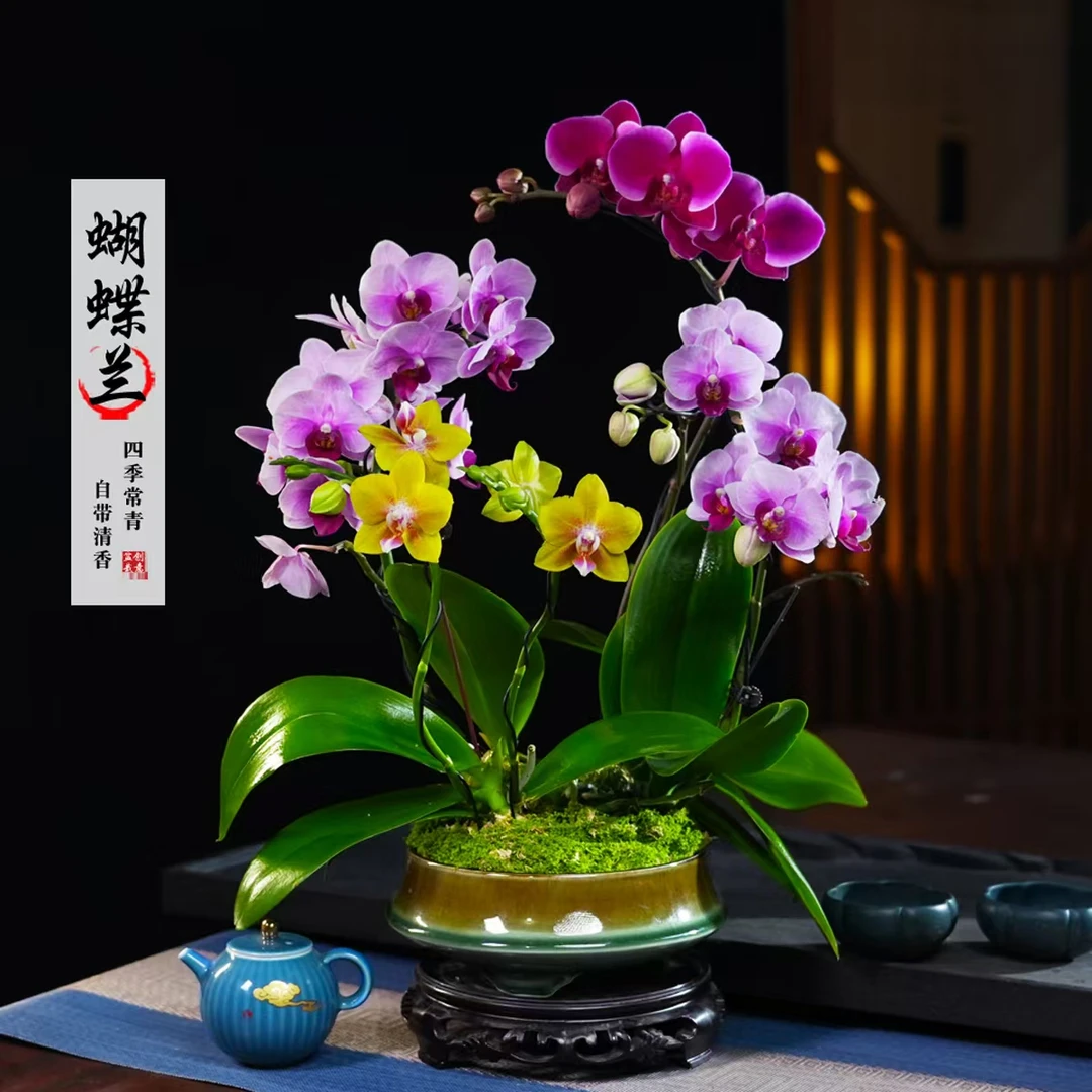 宝贝香山彼自豪蝴蝶兰盆栽四季常青花卉茶桌面净化空气花办公绿植