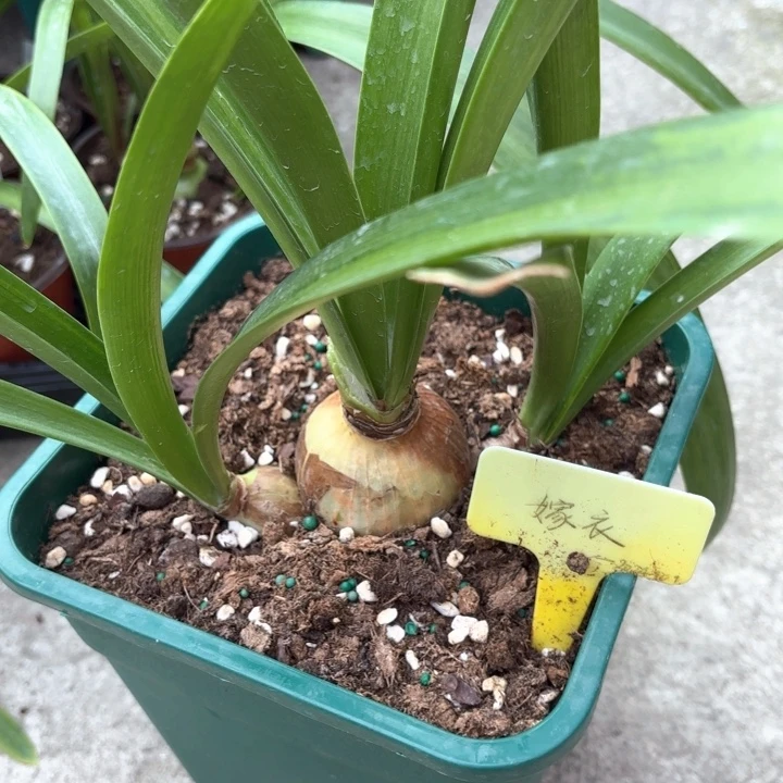 无花朵浪漫嫁衣5.5厘米不带盆