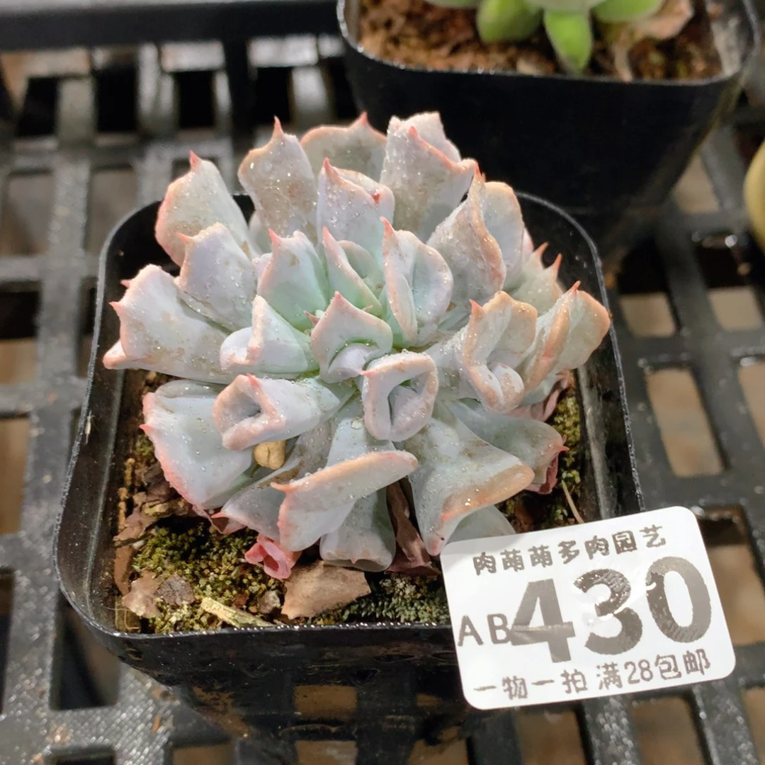 肉萌萌拇指盆精控多肉AB430