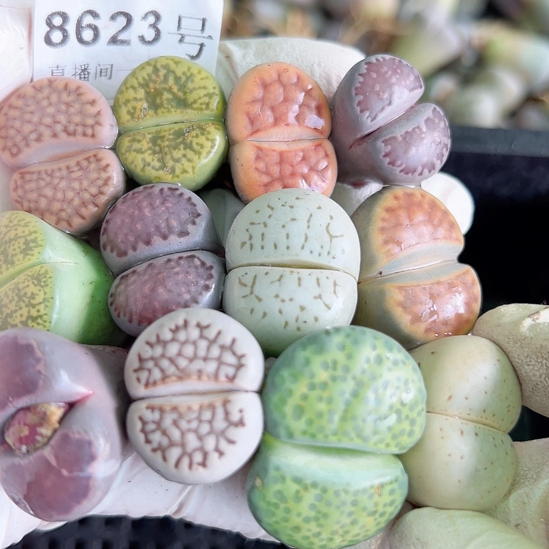 8623 好养易活生石花大母本12个2-3cm部分长腿特价处理