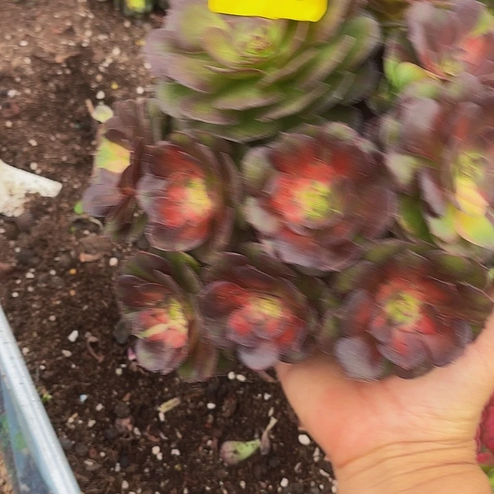 多肉植物海王七彩399号