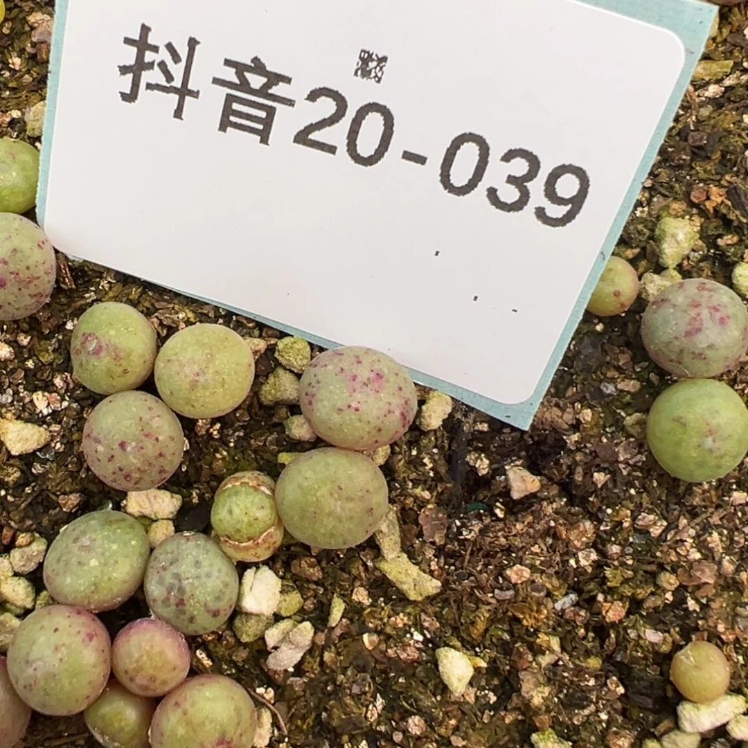 20-39量拍绿豆糕小苗一颗