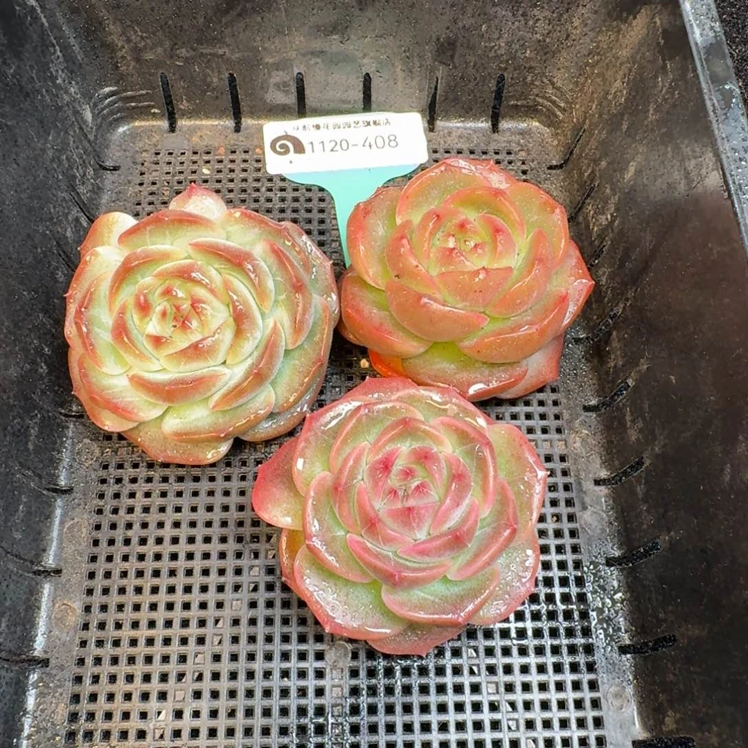 从前慢多肉精选编号1120.408