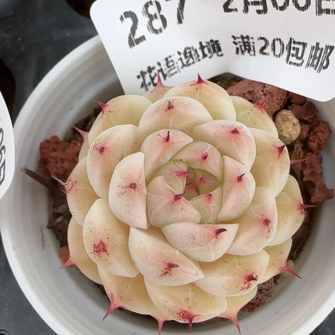 花语逸镜0206-287