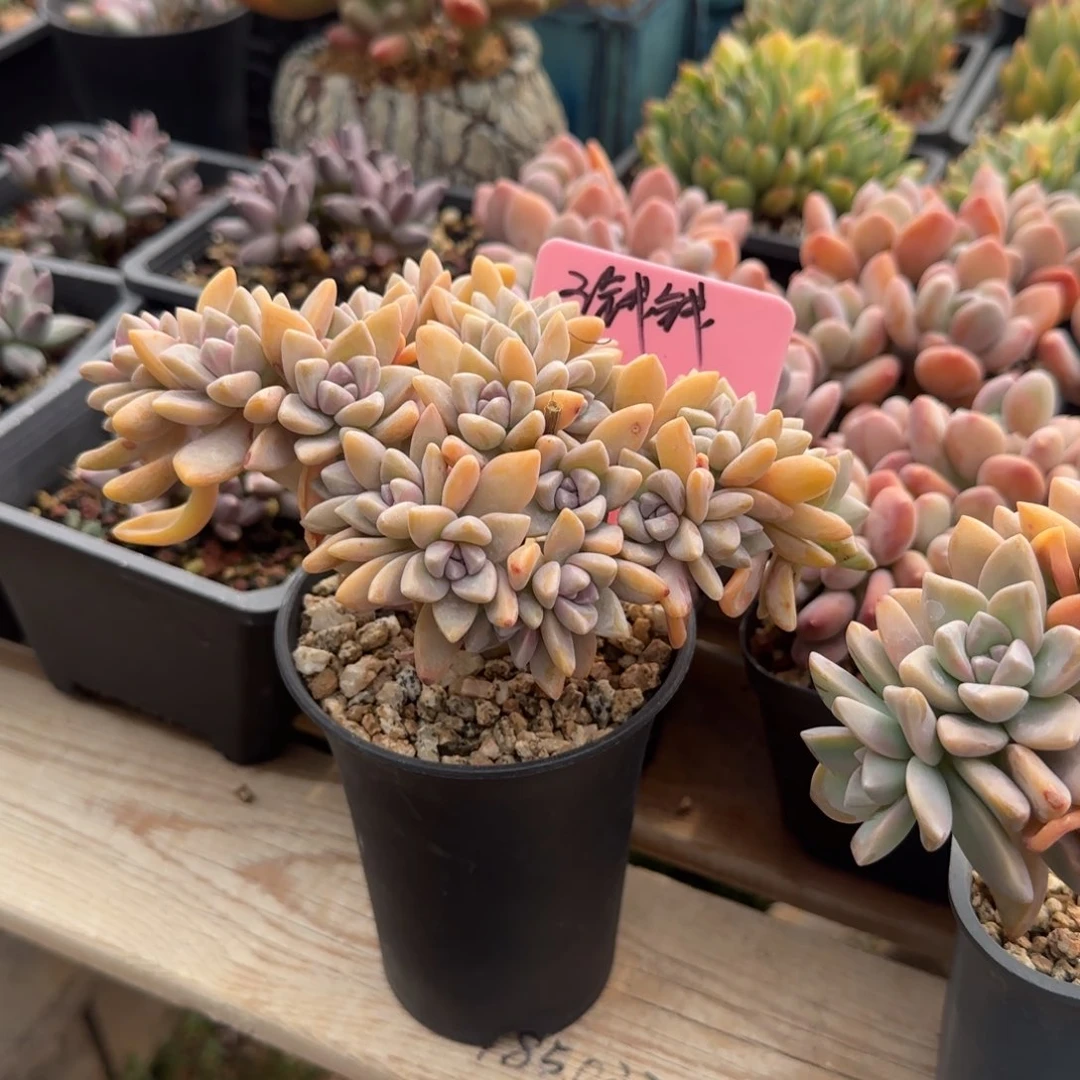 淡雪缀化五十包邮