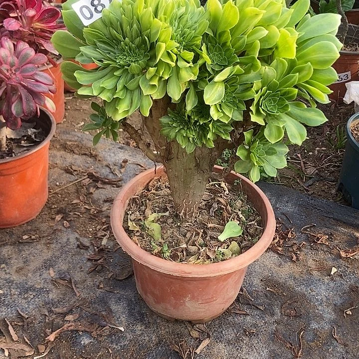 087翡翠琉璃老庄缀化