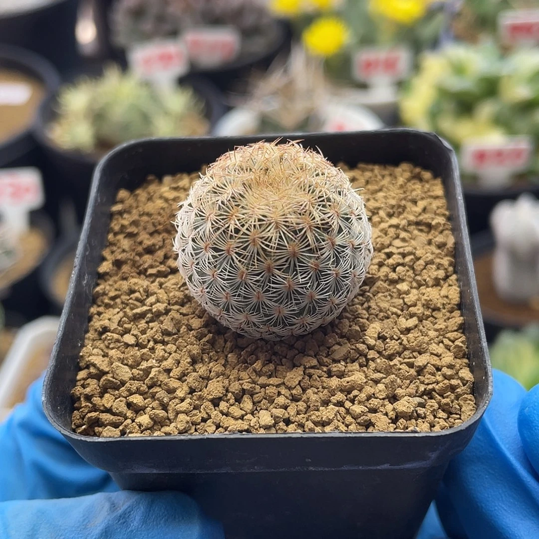 实生白子法师仙人球