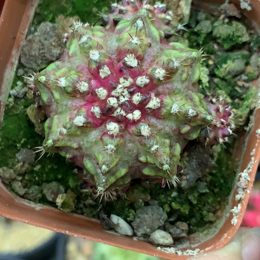 仙人球米哈海神38