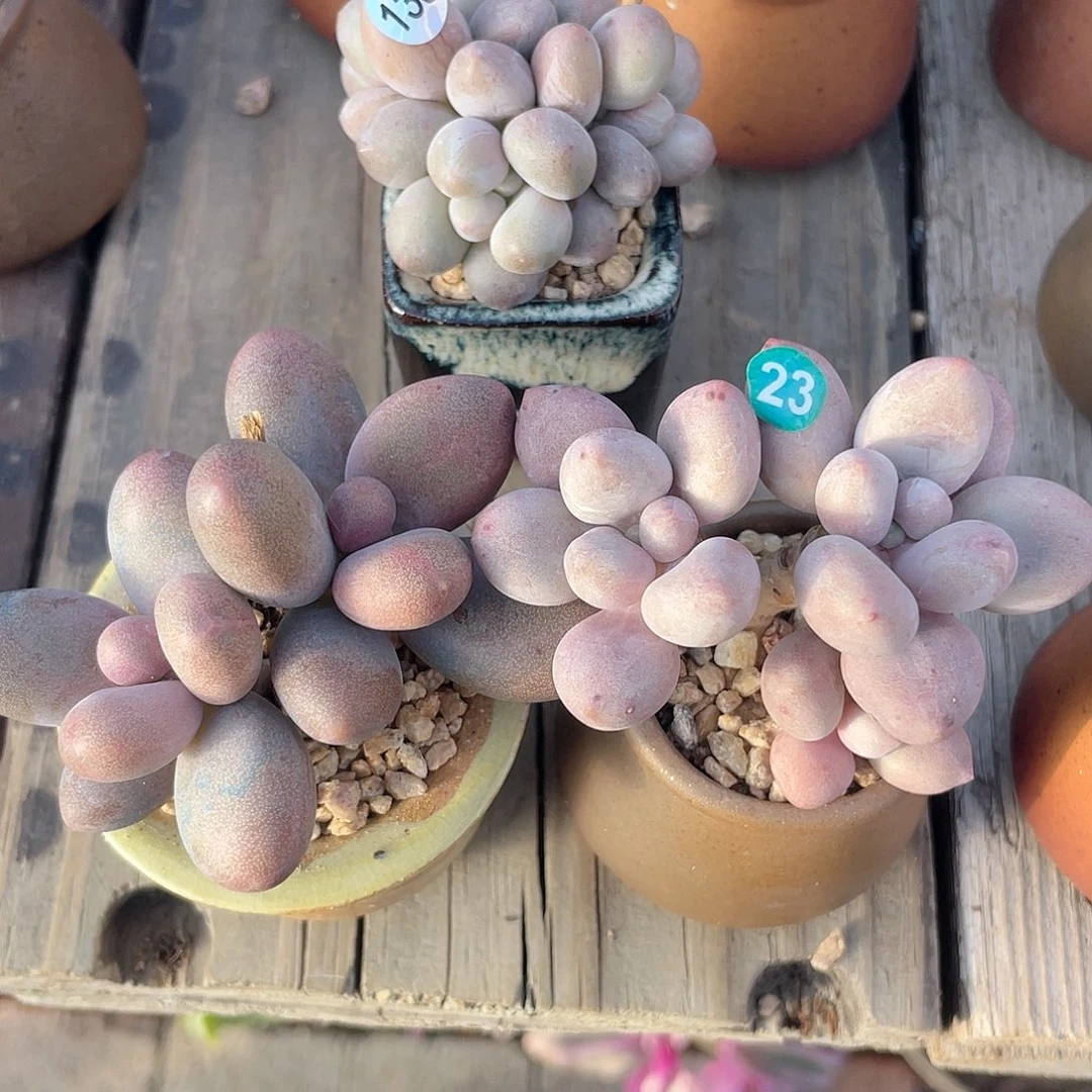 苏***非4口 奶尖 糖果 脱土发货