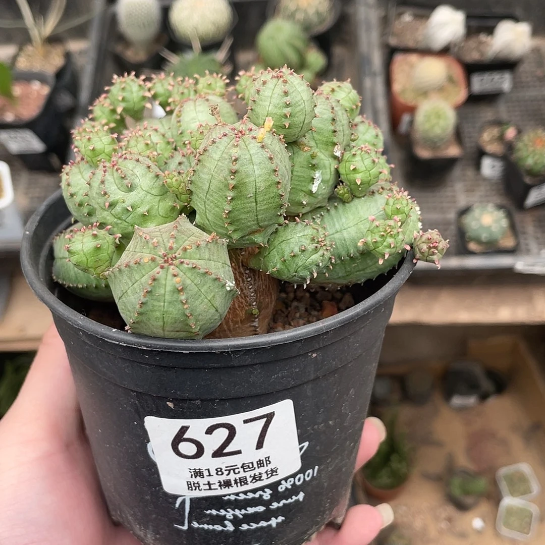 627子吹布纹球（满18包邮）