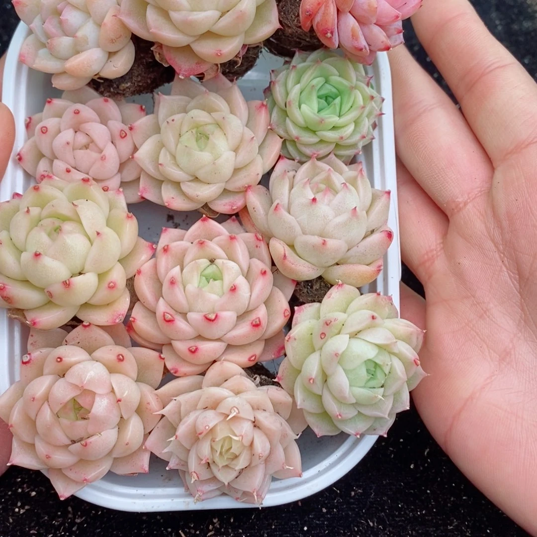 2-540新疆西藏内蒙不发其他12.8包邮两到三公分多肉